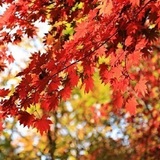 彩り秋を楽しもう！「ソウルの紅葉名所」